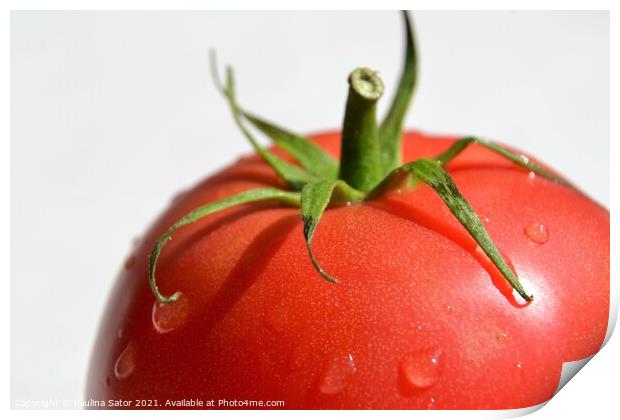 Tomato with water drops Print by Paulina Sator