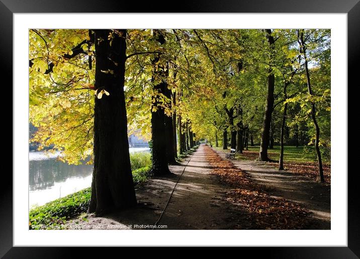 Autumn. Avenue of chestnuts trees Framed Mounted Print by Paulina Sator