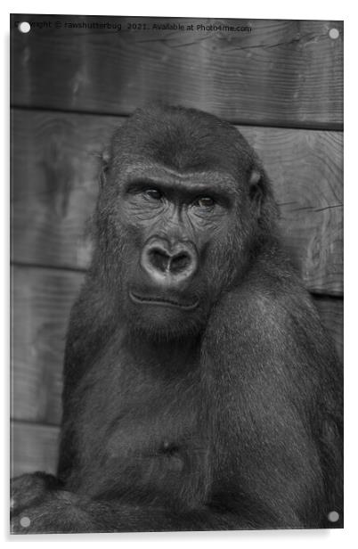 Gorilla Portrait Mono Acrylic by rawshutterbug 