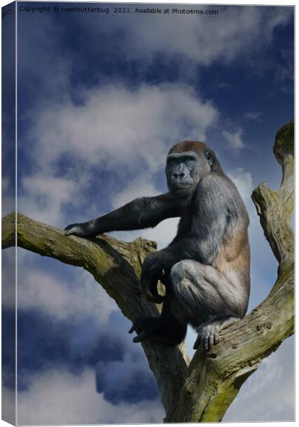 Gorilla On A Tree Canvas Print by rawshutterbug 