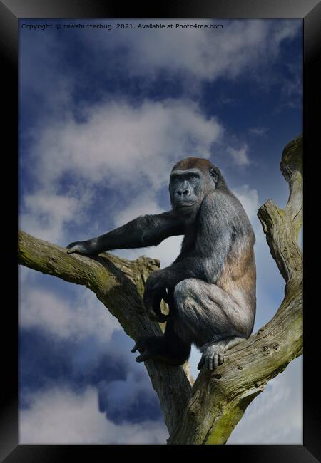 Gorilla On A Tree Framed Print by rawshutterbug 