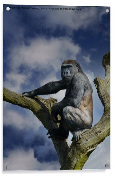 Gorilla On A Tree Acrylic by rawshutterbug 