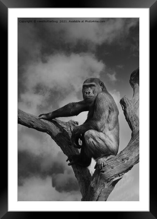 Gorilla On A Tree Framed Mounted Print by rawshutterbug 