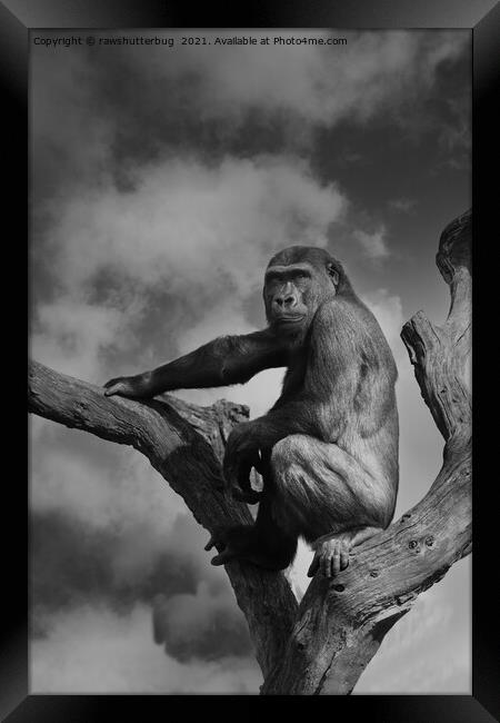 Gorilla On A Tree Framed Print by rawshutterbug 