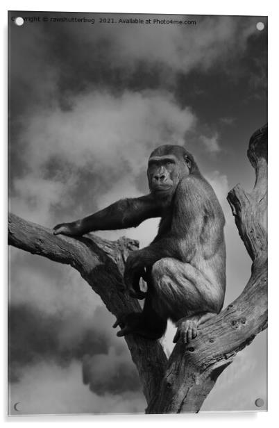 Gorilla On A Tree Acrylic by rawshutterbug 