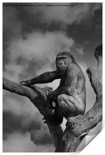 Gorilla On A Tree Print by rawshutterbug 