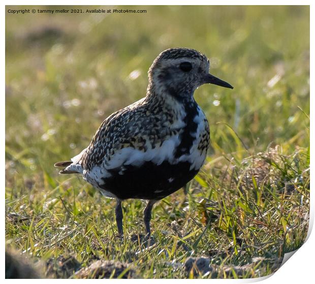 Majestic Golden Plover in Staffordshire Moorlands Print by tammy mellor