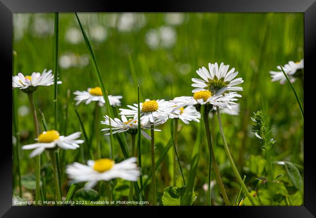 Small white daisies in grass Framed Print by Maria Vonotna