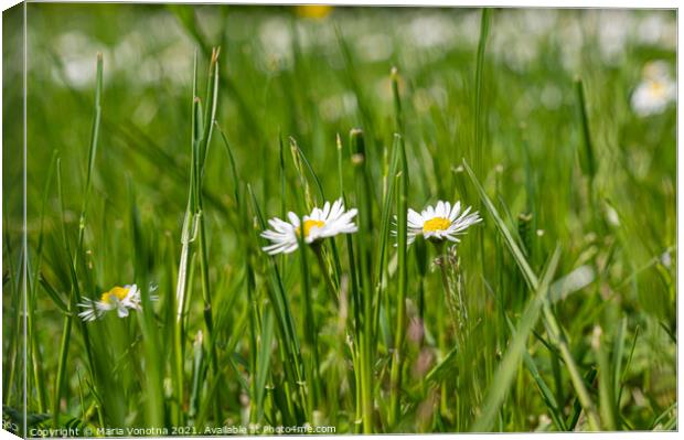 Small white daisies in grass Canvas Print by Maria Vonotna