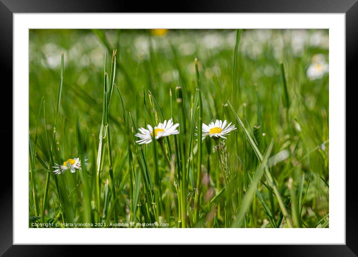 Small white daisies in grass Framed Mounted Print by Maria Vonotna
