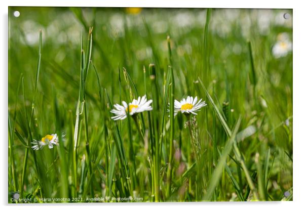 Small white daisies in grass Acrylic by Maria Vonotna