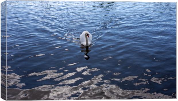 Majestic Swan Glides Through River Canvas Print by Derek Daniel