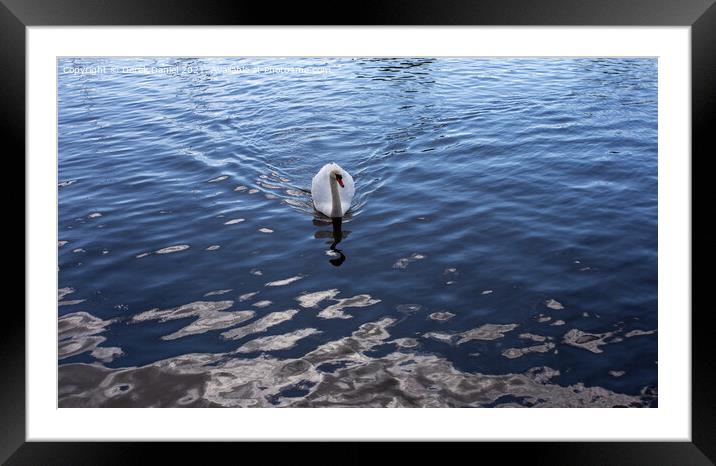 Majestic Swan Glides Through River Framed Mounted Print by Derek Daniel