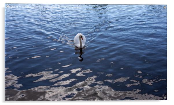 Majestic Swan Glides Through River Acrylic by Derek Daniel