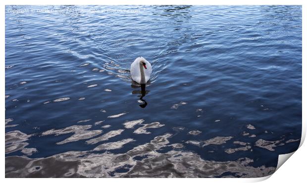 Majestic Swan Glides Through River Print by Derek Daniel