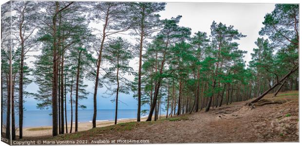 Coniferous forest with pine trees near sea Canvas Print by Maria Vonotna