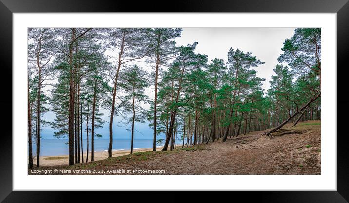 Coniferous forest with pine trees near sea Framed Mounted Print by Maria Vonotna