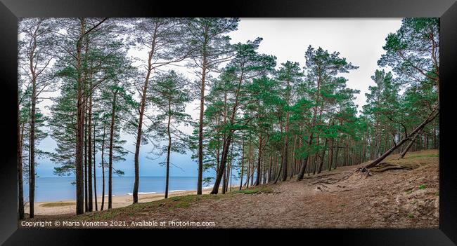 Coniferous forest with pine trees near sea Framed Print by Maria Vonotna