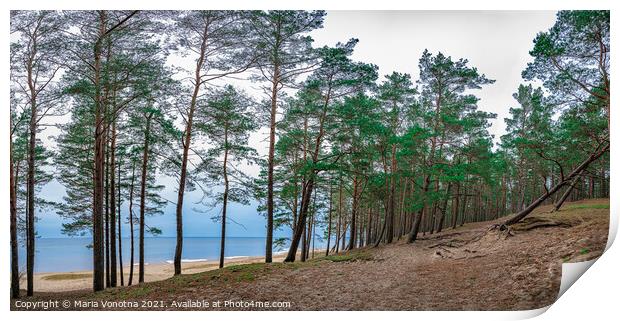 Coniferous forest with pine trees near sea Print by Maria Vonotna