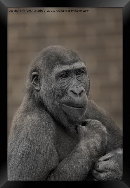 Gorilla Shufai Portrait Framed Print by rawshutterbug 