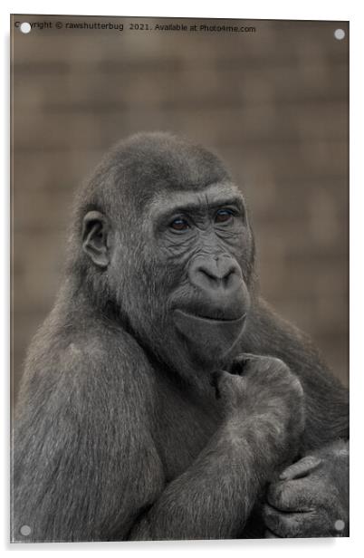 Gorilla Shufai Portrait Acrylic by rawshutterbug 