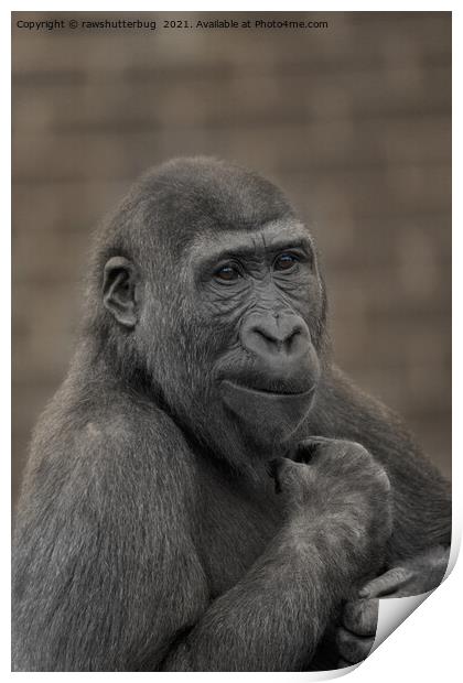 Gorilla Shufai Portrait Print by rawshutterbug 