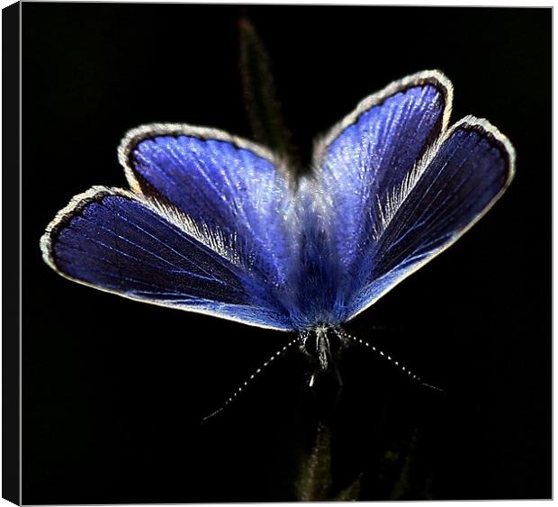 The Common Blue Canvas Print by Trevor White