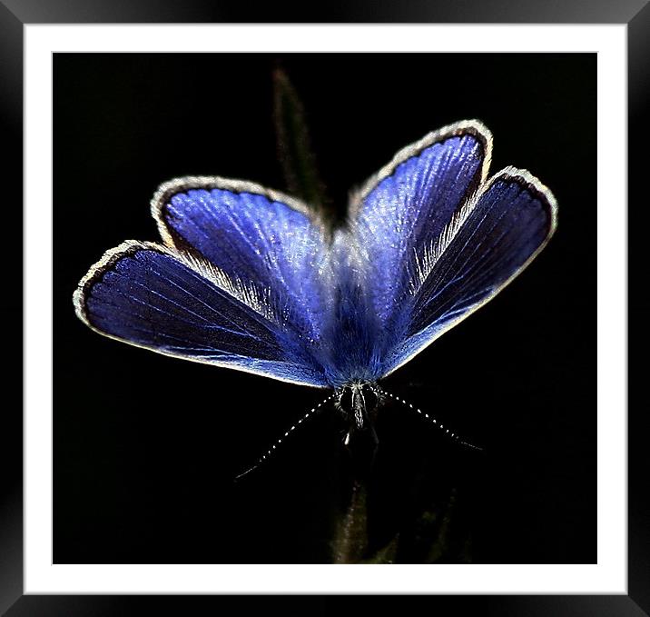 The Common Blue Framed Mounted Print by Trevor White