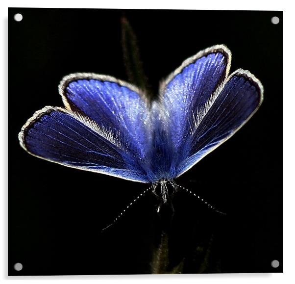 The Common Blue Acrylic by Trevor White