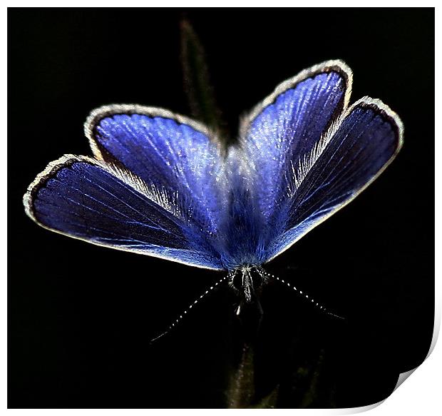The Common Blue Print by Trevor White