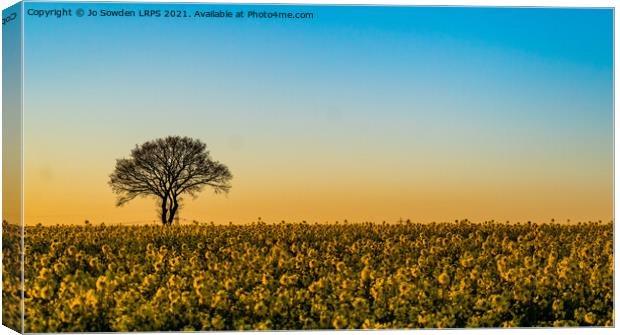 Rapeseed Field at Sunset Canvas Print by Jo Sowden