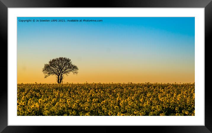 Rapeseed Field at Sunset Framed Mounted Print by Jo Sowden