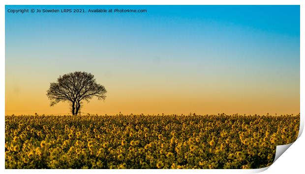 Rapeseed Field at Sunset Print by Jo Sowden