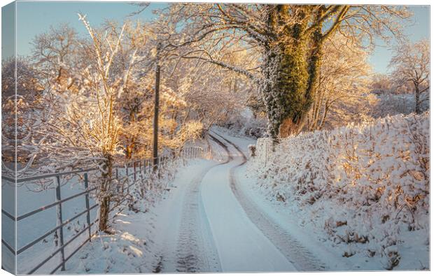 Winter sunlight Canvas Print by Clive Ashton