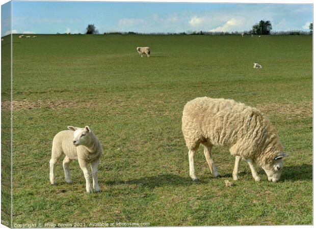 Mother Sheep and Lamb in Field Canvas Print by Philip Brown