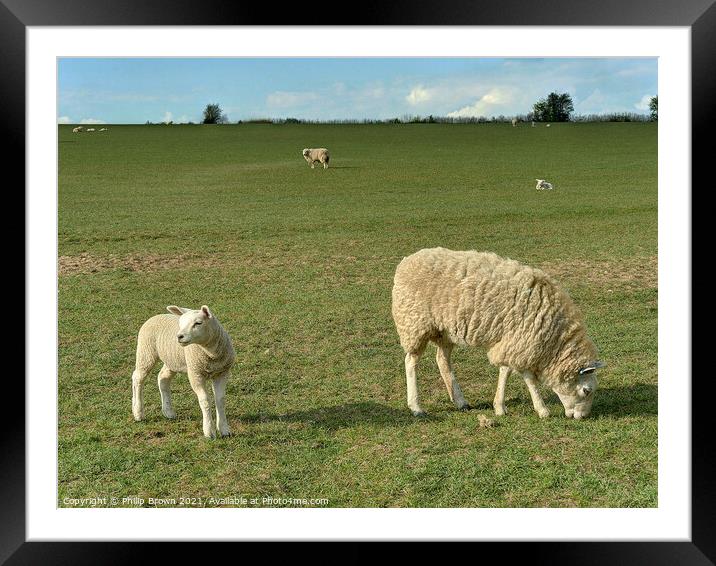Mother Sheep and Lamb in Field Framed Mounted Print by Philip Brown