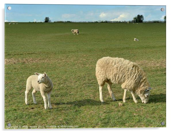 Mother Sheep and Lamb in Field Acrylic by Philip Brown