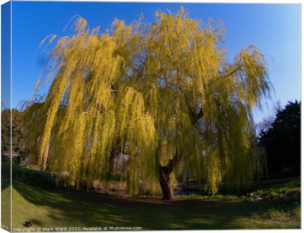 Serene Willow Canvas Print by Mark Ward