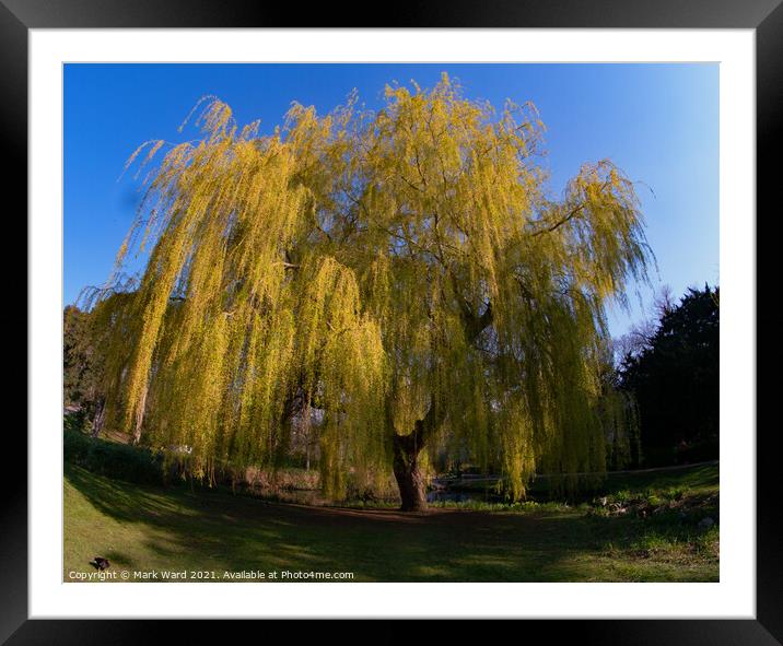 Serene Willow Framed Mounted Print by Mark Ward