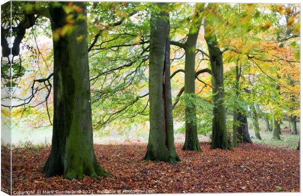 Autumn Trees and Fallen Leaves in Jacob Smith Park Canvas Print by Mark Sunderland