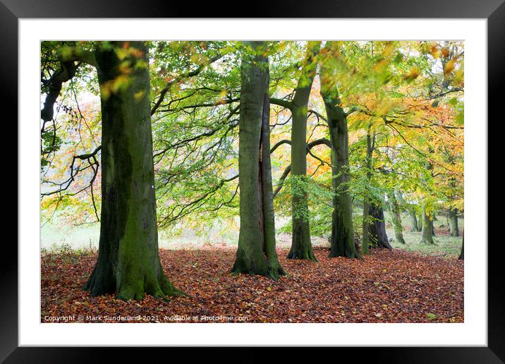 Autumn Trees and Fallen Leaves in Jacob Smith Park Framed Mounted Print by Mark Sunderland