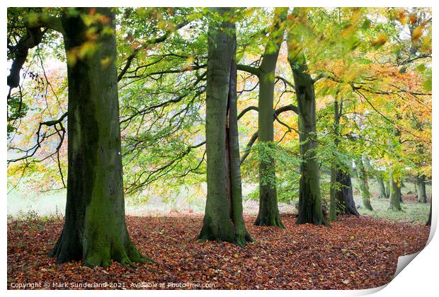 Autumn Trees and Fallen Leaves in Jacob Smith Park Print by Mark Sunderland