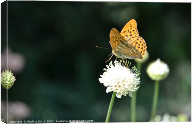 The silver-washed fritillary butterfly Canvas Print by Paulina Sator