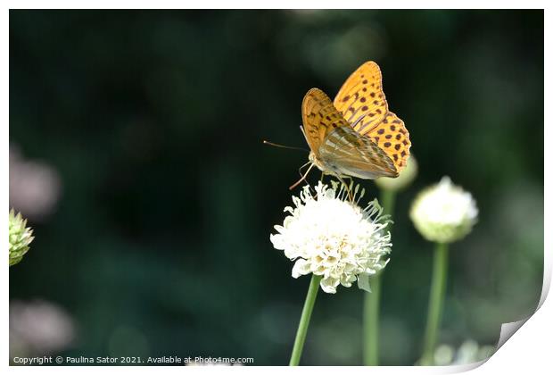 The silver-washed fritillary butterfly Print by Paulina Sator