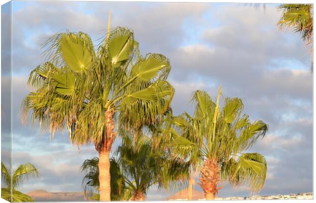 Palm Trees n Lanzarote Canvas Print by John Bridge
