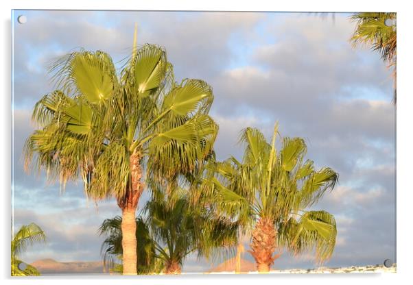 Palm Trees n Lanzarote Acrylic by John Bridge