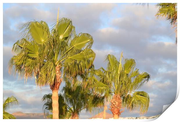 Palm Trees n Lanzarote Print by John Bridge
