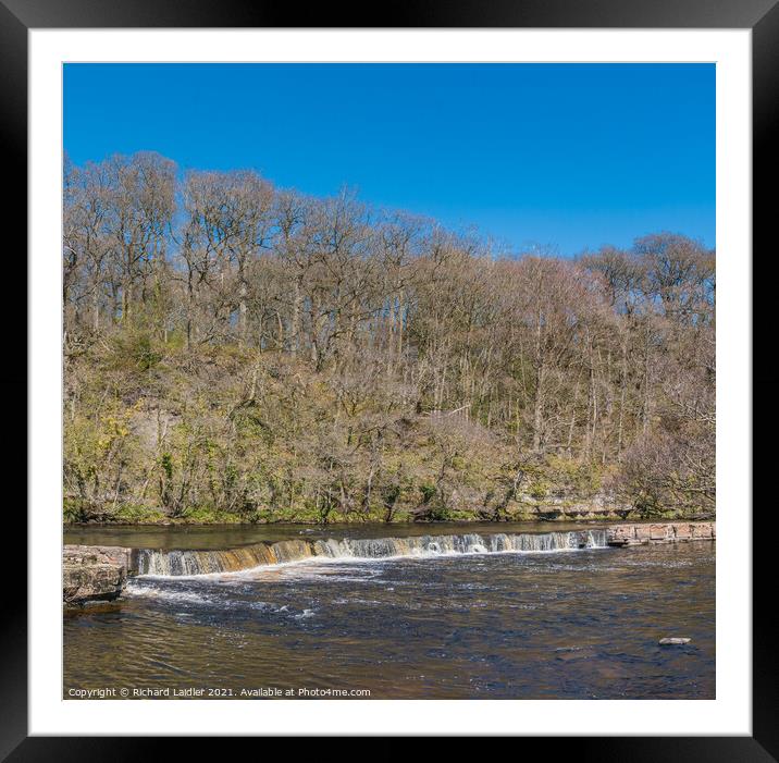 Spring Sunshine on the River Tees at Whorlton Framed Mounted Print by Richard Laidler