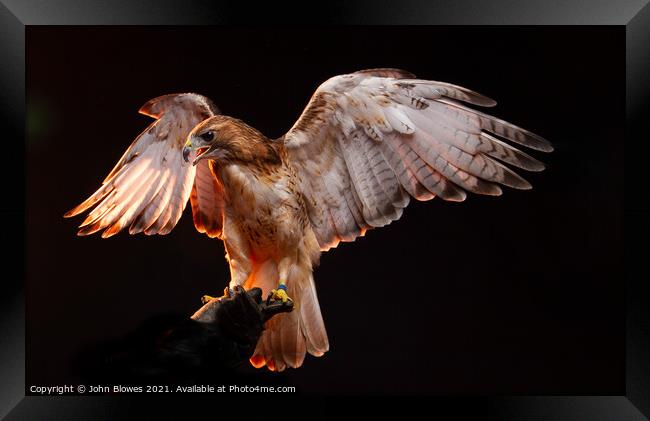 Birds of Prey - Aplomado Falcon Buzzard Framed Print by johnseanphotography 
