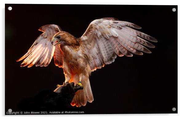 Birds of Prey - Aplomado Falcon Buzzard Acrylic by johnseanphotography 